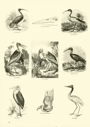 Pagina uit Het Picturale Museum van Geanimeerde Natuur