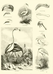 Pagina uit Het Picturale Museum van Geanimeerde Natuur