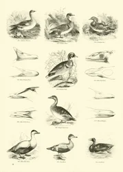 Pagina uit Het Picturale Museum van Geanimeerde Natuur