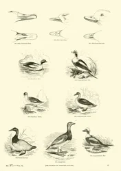 Pagina uit Het Picturale Museum van Geanimeerde Natuur