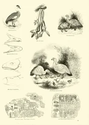 Pagina uit Het Picturale Museum van Geanimeerde Natuur