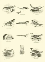 Pagina uit Het Picturale Museum van Geanimeerde Natuur