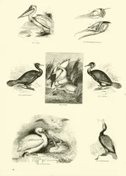 Pagina uit Het Picturale Museum van Geanimeerde Natuur