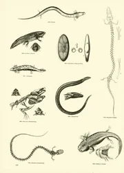 Pagina uit Het Picturale Museum van Geanimeerde Natuur