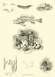 Pagina uit Het Picturale Museum van Geanimeerde Natuur