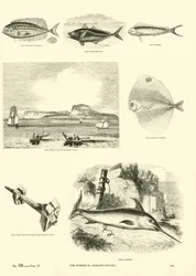 Pagina uit Het Picturale Museum van Geanimeerde Natuur