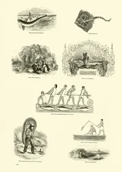 Pagina uit Het Picturale Museum van Geanimeerde Natuur