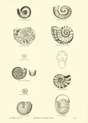 Pagina uit Het Picturale Museum van Geanimeerde Natuur