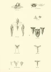 Pagina uit Het Picturale Museum van Geanimeerde Natuur