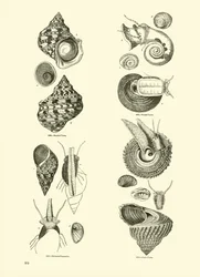 Pagina uit Het Picturale Museum van Geanimeerde Natuur