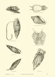 Pagina uit Het Picturale Museum van Geanimeerde Natuur