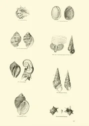 Pagina uit Het Picturale Museum van Geanimeerde Natuur