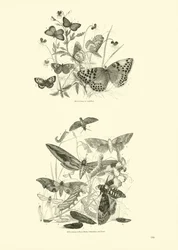 Pagina uit Het Picturale Museum van Geanimeerde Natuur