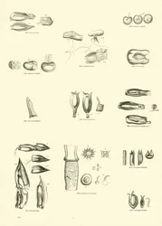 Pagina uit Het Picturale Museum van Geanimeerde Natuur