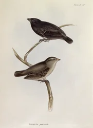 Paar Geospiza Parvula, illustratie uit The Zoology of the Voyage of H.M.S. Beagle, 1832-36, door Charles Darwin, 1840
