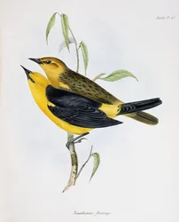 Paar Xanthornus Flaviceps, illustratie uit Zoology of the Voyage of H.M.S. Beagle, 1832-36, door Charles Darwin, 1840
