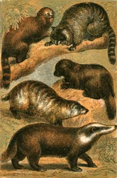 Panda, Wasbeer, Amerikaanse Wasbeer, Veelvraat en Gewone Das