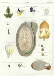 Viooltje