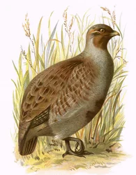 Patrijs