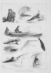 Optredende zeehond in het Royal Aquarium