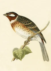 Vink, illustratie uit 