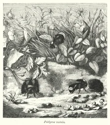 Psithyrus vestalis (gravure)