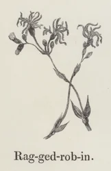 Koekoeksbloem