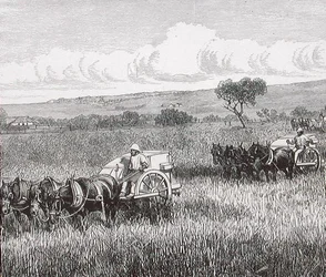 Oogsten, Zuid-Adelaide, Australië