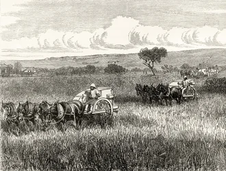Oogsten in Zuid-Adelaide, c.1880, uit 