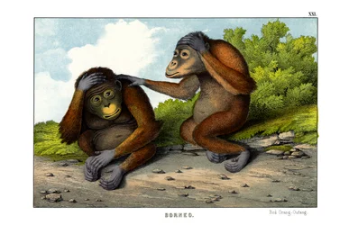 Rode orang-oetang