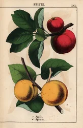 Rode appels en abrikozen, uit 