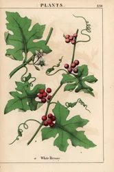 Rode bryonie met rode bessen. Bryonia dioica, uit 