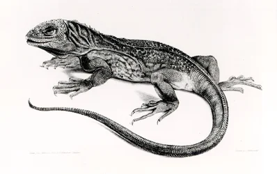 Reptiel, illustratie uit 