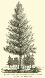 Restauratie van Sphenophyllum, een plant van de steenkoollagen