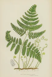 Stijve Drie-Tak Polypody (kleur litho)