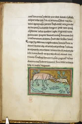 Royal 12 F.XIII, f.13v Een grote en een kleine olifant in een stroom vol vissen, Bestiarium (ff. 3-141), Lapidarium (ff. 141v-149), 2e kwart van de 13e eeuw