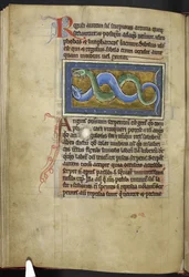 Anguis, uit 