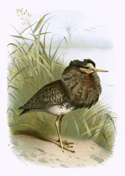 Kraag