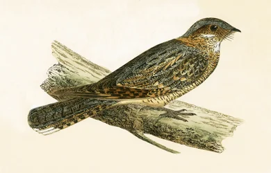 Russet Necked Nightjar, illustratie uit 