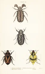 Scarabeeën: Pelidnota pulchella subsp