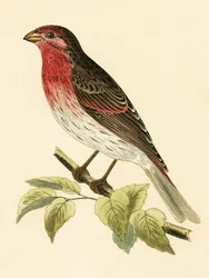 Rode goudvink, illustratie uit 