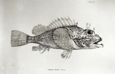 Schorpioenvis, plaat 8 uit “De zoölogie van de reis van de H.M.S. Beagle, 1832-36” door Charles Darwin