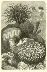 Zeeanemonen