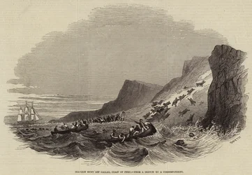 Zeeleeuwenjacht bij Callao, Kust van Peru (gravure)