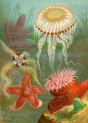 Zeekwallen en zeesterren