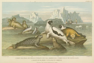 Zeehonden