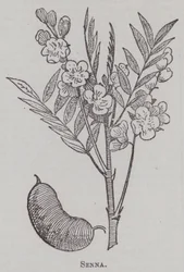 Senna (gravure)