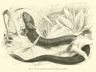 Siren lacertina, met externe kieuwen