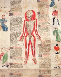 Skelet, uit De arte phisicali e de cirugia door John Ardene, 1412