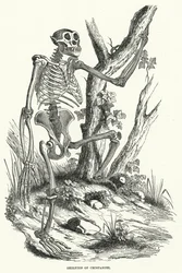 Skelet van Chimpansee